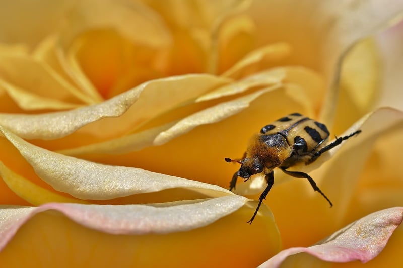Garden Rose