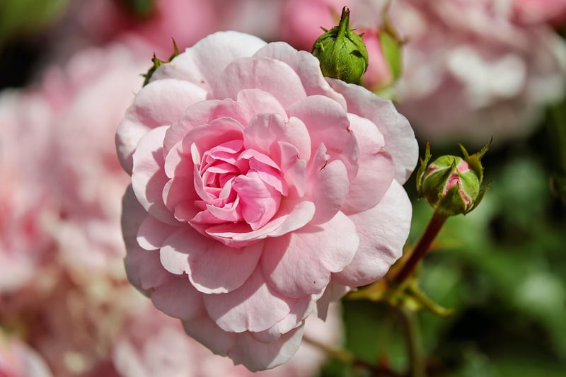 Garden with Roses